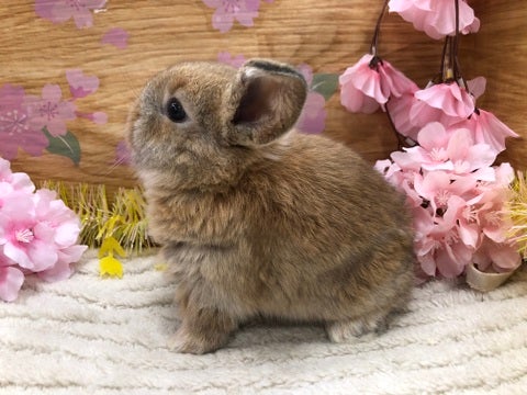 【4月24日撮影】ナデナデ好き💞