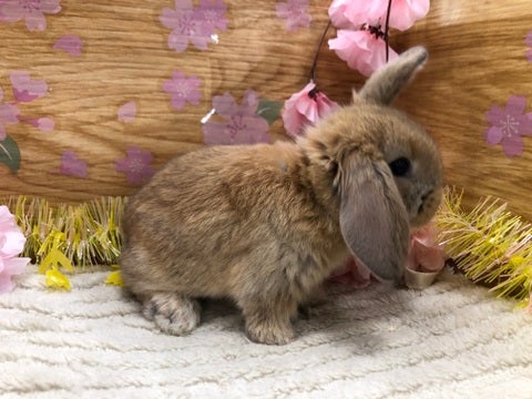 【4月24日撮影】