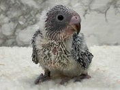 セキセイインコ ヒナ