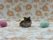 ジャンガリアンハムスター