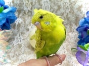 羽衣セキセイインコ