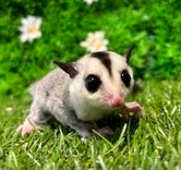 フクロモモンガ (色変わり)
