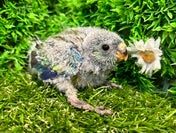 ビセイインコ ヒナ