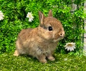 ネザーランドドワーフラビット