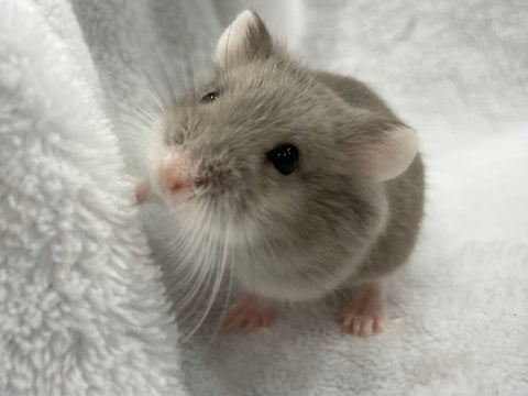 色の濃さに個体差があります💕