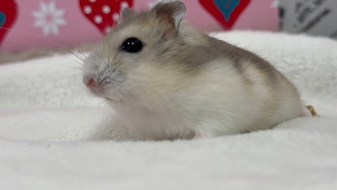 よちよち歩き