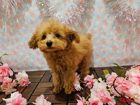 【2025/04/25撮影】色んなものがきになる！好奇心旺盛です✨