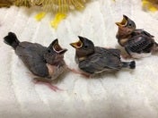 ブンチョウ ヒナ (サクラ)