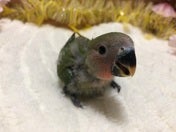 コザクラインコ ヒナ (ノーマル)