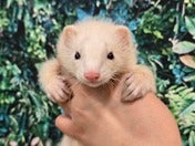 フェレット系その他