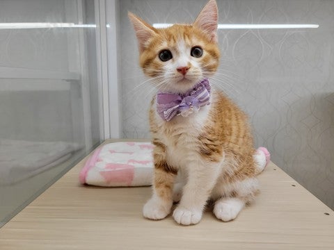2025/04/25撮影　いい子にお座りできます(*´▽｀*)
