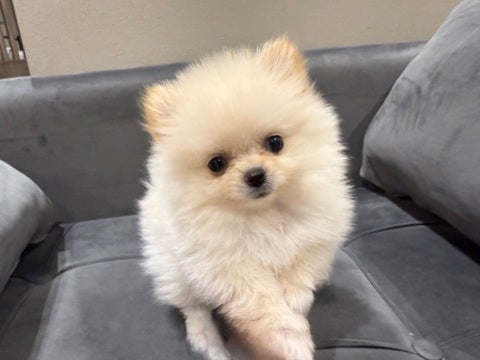 4/25撮影 小さくてもこもこちゃん💕