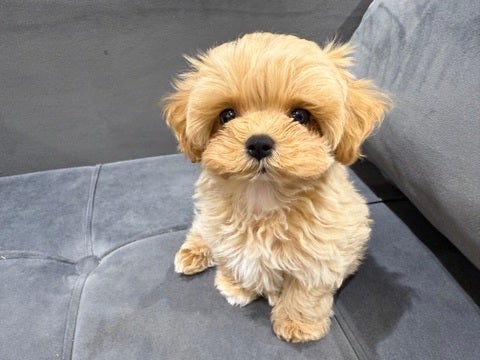 4/25撮影　とっても可愛いマルプーちゃん💕