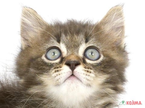 埼玉県のマンチカン (コジマ和光店/2025年2月17日生まれ/男の子/ブラウンタビー)の子猫