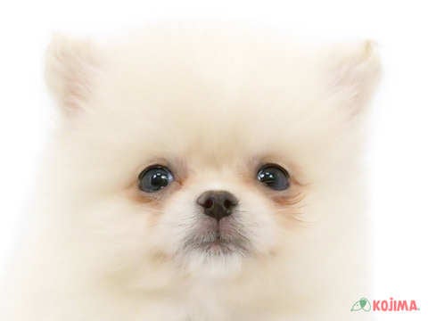 埼玉県のポメラニアン (コジマ浦和店/2025年2月24日生まれ/男の子/クリーム)の子犬