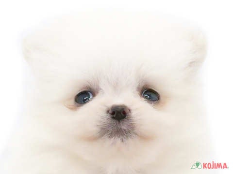 東京都のポメラニアン (コジマ花小金井店/2025年2月25日生まれ/男の子/クリーム)の子犬