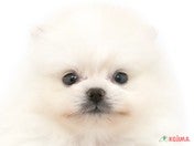 824554_ext_33_0_L.jpg