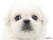 ハーフ犬（マルペキ）