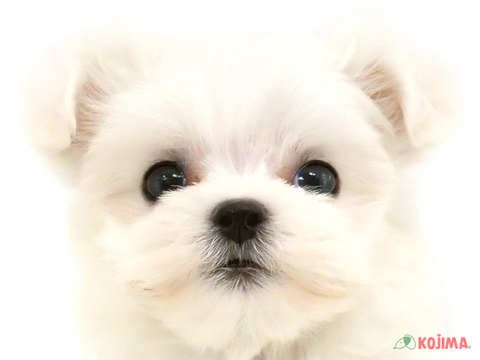 東京都のマルチーズ (コジマ府中店/2025年2月25日生まれ/女の子/ホワイト)の子犬