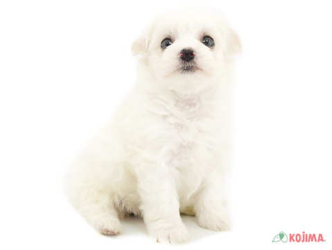 【4月25日撮影】毎日お友達と遊んでるよ✨✨