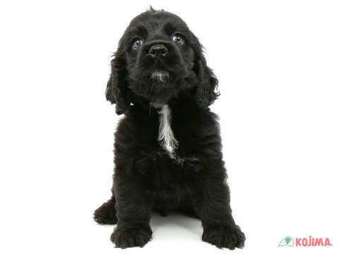 【2025/04/28撮影】ぎゅっと抱きしめると最高に気持ちがいいゴージャスな被毛💕