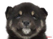 柴犬