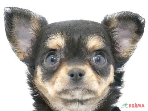 東京都のチワワ(ロング) (コジマ青戸店/2025年2月25日生まれ/女の子/ブラックタン)の子犬
