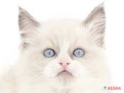 824523_ext_33_0_L.jpg