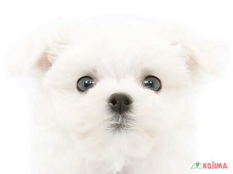 埼玉県のマルチーズ (コジマ三郷店/2025年2月25日生まれ/男の子/ホワイト)の子犬