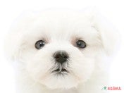 マルチーズ