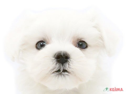 東京都のマルチーズ (コジマ足立店/2025年2月25日生まれ/男の子/ホワイト)の子犬