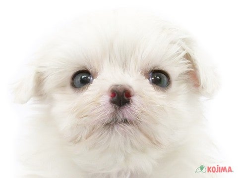 東京都のマルチーズ (コジマ府中店/2025年2月24日生まれ/男の子/ホワイト)の子犬