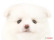 ポメラニアン