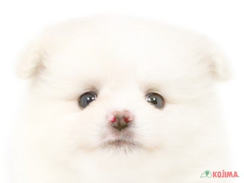 千葉県のポメラニアン (コジマ松戸店/2025年2月25日生まれ/男の子/クリーム)の子犬
