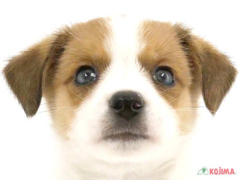 埼玉県のジャックラッセルテリア (コジマ三郷店/2025年2月24日生まれ/男の子/ホワイトタン)の子犬