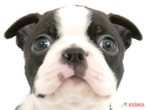 東京都のボストンテリア (コジマ国領店/2025年2月25日生まれ/女の子/ブリンドルホワイト)の子犬