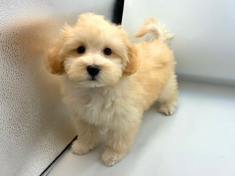 2025/04/25 マイペースなおっとりさん🐶💗