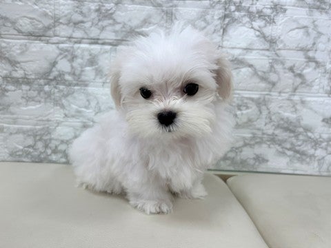 2025年4月26日撮影　短いあんよがとってもかわいいです🐾💖