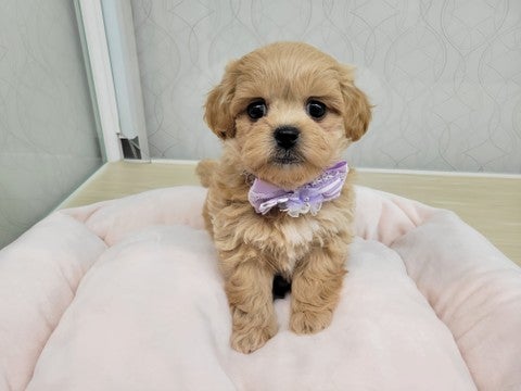 2025/04/26撮影　ふわふわな感じがたまらない(*´ω｀)