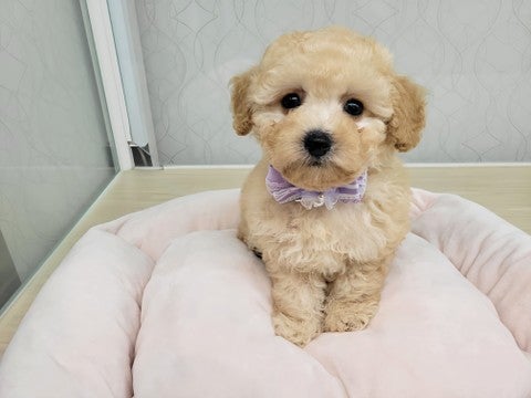 2025/04/26撮影　いい子にお座り出来るよ(*´▽｀*)