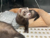 マーシャルフェレット
