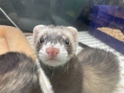 マーシャルフェレット