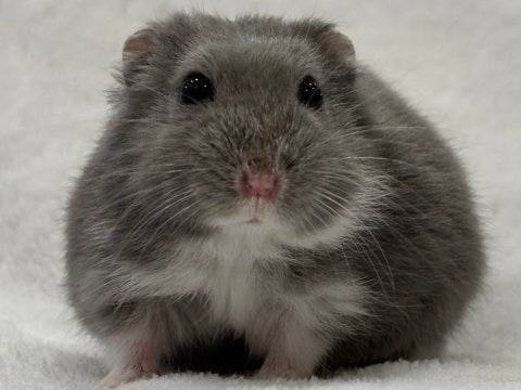 丸顔でおめめクリクリです💕