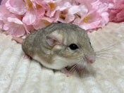 ファットテイルジャービル