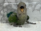 コザクラインコ ヒナ (ノーマル)