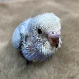 セキセイインコ ヒナ