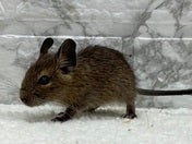 デグー