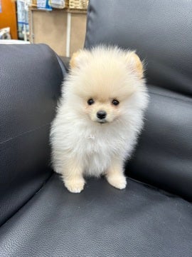 2025/04/26撮影 ふわふわモコモコの元気なポメちゃん