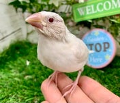 ブンチョウ ヒナ