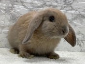ロップイヤーラビット